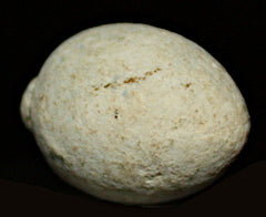 Civil War Bullet - Egg Shaped-For Single Shot Pistol  ~  TL8352  $45