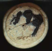 SOLD-SOLD    Civilian Version Slant Breech Sharps Bullet  ~  TL8029  $55     SOLD-SOLD