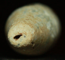 Swiss Chausser Bullet-Small Teat in Cavity  ~  TL8122  $75