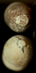 Civil War Bullets - 2 CS Nose Cast-Nice  ~  TL8230  $12