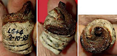 SOLD-$OLD    Civil War Bullet - Oddity  ~  TL8412    SOLD-$OLD