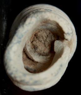 Carved 0.69 Caliber Civil War Bullet  ~  TL8142  $10