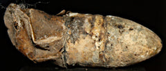 Civil War Complete Skin Cartridge  ~  TL8341  $55