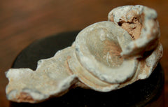 Civil War Bullet  -  High Impact Fired  ~  TL8173  $8