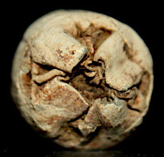 Civil War Fired Bullet-Very Cool  ~  TL8302  $8