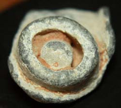 SOLD  Fired Dimmick Rifle Bullet  ~  TL7961  SOLD-SOLD-SOLD