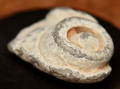 SOLD  Fired Dimmick Rifle Bullet  ~  TL7961  SOLD-SOLD-SOLD