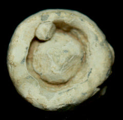 SOLD-SOLD  Fired Dimmick Bullet-Larger Caliber   ~  TL8053  $25 SOLD-SOLD