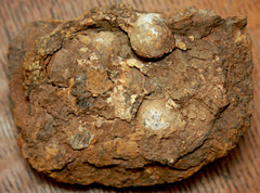 Cannon Ball Fragment with 7 Slug Balls-Birds Nest  ~  TL8140  $100