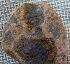 Schenkl Nose Fragment-7 inches long  ~  TL8046  $45