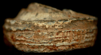 Confederate High Lip Borman Fuse  ~  TL8131  $90