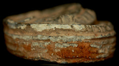 Confederate High Lip Borman Fuse  ~  TL8131  $90