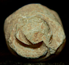 SOLD-SOLD  Civil War Bullet - Nipple Protector for Rifle  ~  TL8211  SOLD-SOLD