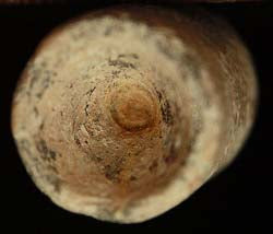 Pointed Nose Enfield Bullet-Confederate  ~  TL8020  $16