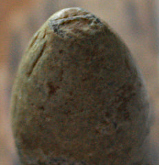 Civil War Bullet - Unlisted Oddball  ~  TL8344  $10